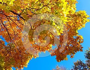 Branches of autumn maple tree with bright yellow foliage against blue sky background