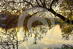 Branches of Autumn Tree Hanging over River