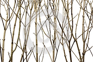 Branches Background