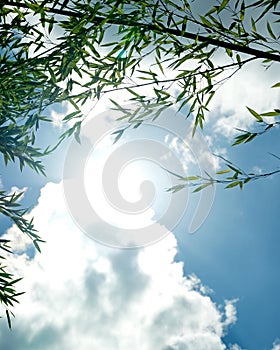 The branches of bamboo against sky in sunlight