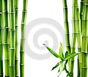 Branches of bamboo board