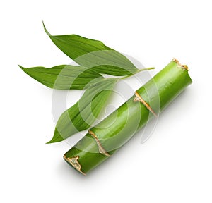 Branches of bamboo isolated