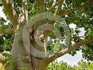 The branches of the Baobab tree