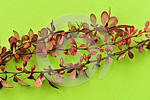 Branches of barberry with burgundy leaves lie on a light green surface.