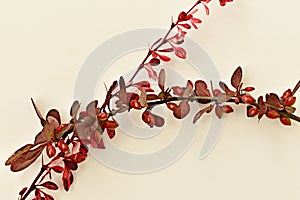 Branches of a barberry with burgundy leaves lie on white.