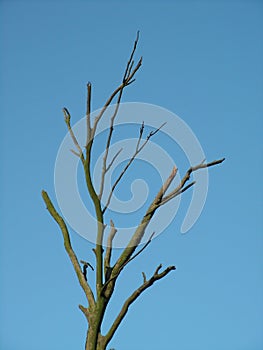 Branches bare against blue sky