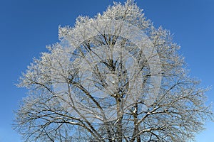 Branches of bare trees  covered with snow frost against the blue sky