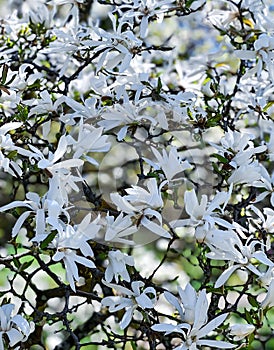 Branches with beautiful blooming Magnolia stellata Royal Star or Star Magnolia.