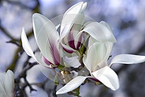 Branches with beautiful blooming Magnolia sulange bright spring day