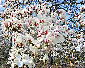 Branches with beautiful blooming Magnolia sulange bright spring day against the blue sky.