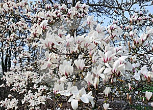 Branches with beautiful blooming Magnolia sulange bright spring day against the blue sky.