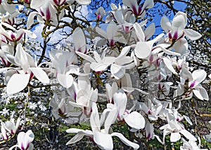 Branches with beautiful blooming Magnolia sulange bright spring day against the blue sky.