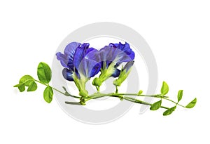 Branches beautiful blue Butterfly pea with young green leaf, known as bluebell vine or Asian pigeon wings, isolated on white