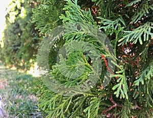 branches of a beautiful Christmas tree in the garden, the New Year is coming soon and the garden is really green photo