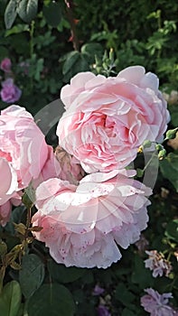 Branches of beautiful delicate pink rose, close-up