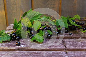 Branches with beautiful, delicious blackcurrant berries on the table