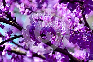 Branches flowering cersis juda tree lilac bloom photo