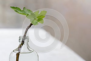 Branches with beautiful leaves soaked in water in a bottle