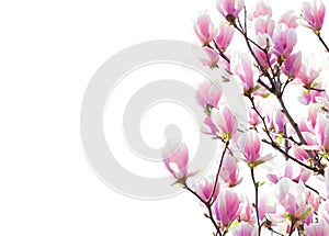 Branches with  beautiful  light pink Magnolia flowers isolated on white background. Floral border.  Selective focus