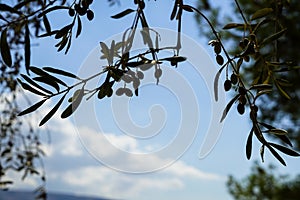 Branches of beautiful olive tree foliage foreground showing fruits and leaves with blue sky and white cloud background on sunshine