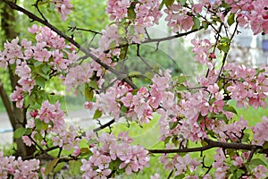 Branches with beautiful pink flowers of decorative apple tree