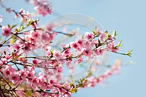 Branches with beautiful pink flowers Peach against the blue sky. Selective Focus. Peach blossom in the sunny day.