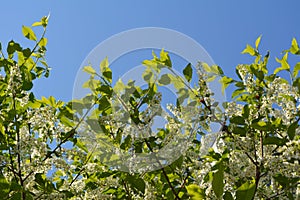 Branches with beautiful white flowers and green leaves of blooming bird-cherry tree against clear blue sky. Spring scene