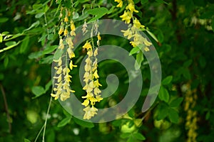 Branches with beautiful yellow hanging flowers of golden rain tree in spring garden.Laburnum anagyroides