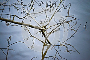 Branches Beneath: Tranquility in the Lake Waters