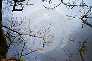 Branches Beneath: Tranquility in the Lake Waters