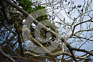 Branches Beneath: Tranquility in the Lake Waters