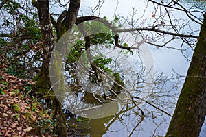 Branches Beneath: Tranquility in the Lake Waters