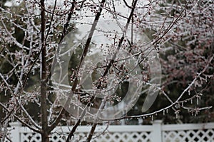 The branches and berries of a Prairie Fire Crabapple tree encased in ice after a spring storm in Trevor, Wisconsin