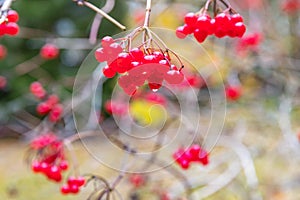 Branches with berries of a red mountain ash, yellow foliage, bright colors, blurred background, cloudy weather