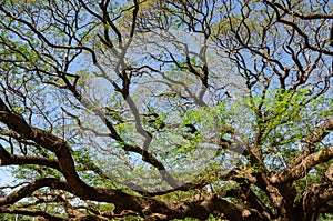 Branches of big Samanea saman tree with blue sky