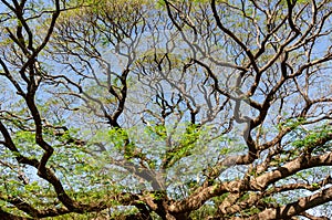 Branches of big Samanea saman tree with blue sky