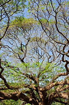 Branches of big Samanea saman tree with blue sky