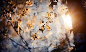 The branches of the birch in autumn yellow leaves against the background of the sunset