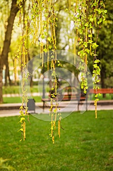 Branches of birch with ear rings and young leaves