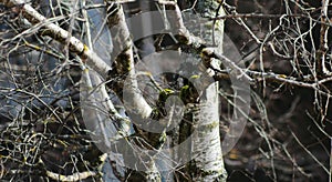 Branches of a Birch Tree