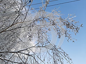 Branches of birch tree covered with snow, against the sky.