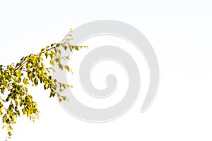 Branches of a birch tree with yellow and green leaves on a white sky.