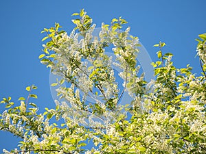 Branches of bird cherry against the blue sky
