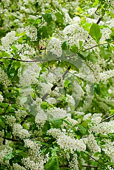 The branches bird cherry blossoms