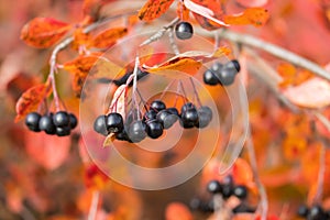 Branches with black berries and red leaves of chokeberry in autumn