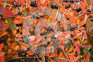 Branches with black berries and red leaves of chokeberry in autumn