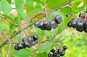 Branches of black chokeberry