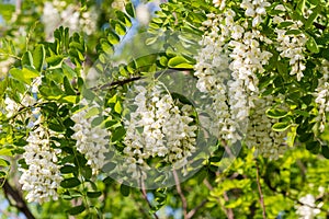 Branches of the black locust Robinia pseudoacacia photo