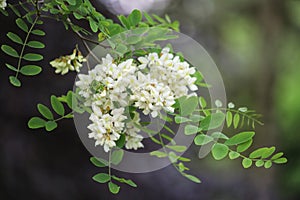 Branches of black locust, Robinia pseudoacacia, false acacia. photo