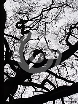 Branches of a black twisted winter tree with grey sky